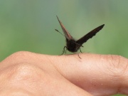 19 Una farfalla sulla mano di Elena